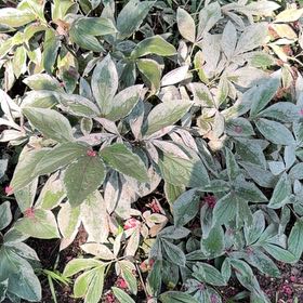 Photo of the plant species Chinese Peony by @HipIvygourd83 named Huckleberry Fern on Greg, the plant care app