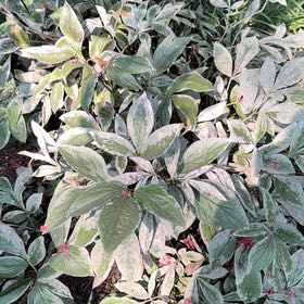 Photo of the plant species Chinese Peony by @HipIvygourd83 named Sproutacus on Greg, the plant care app