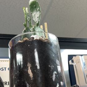 Photo of the plant species Opuntia 'Emerald Wave' by @ShapelyBeans82 named Nithin on Greg, the plant care app