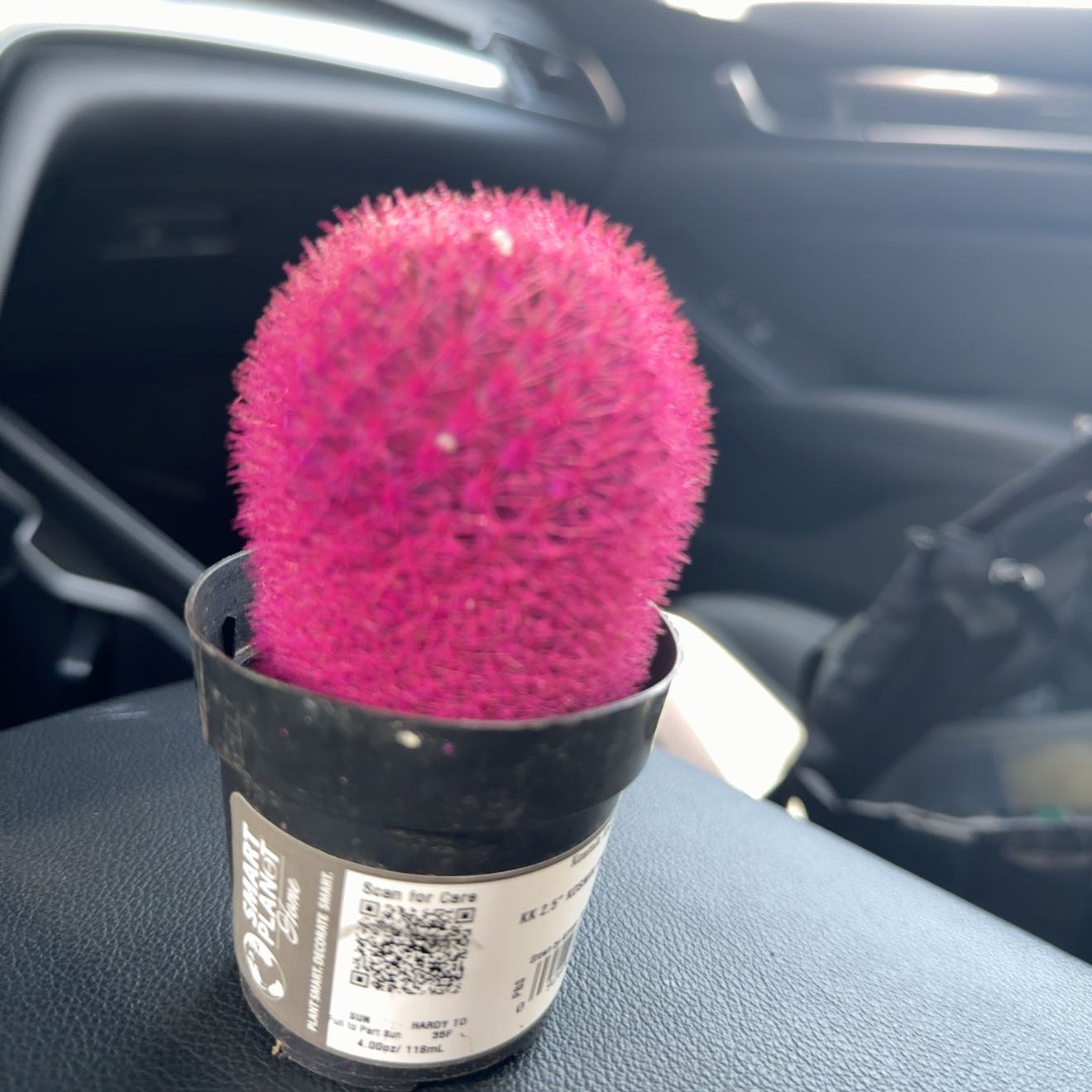 Photo of the plant species Kosmik Kaktus by @GreatCarrot59 named rosie on Greg, the plant care app