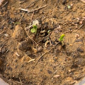 Photo of the plant species Cheesemans Spider Orchid by @HunkyOmnom77 named Marilyn on Greg, the plant care app