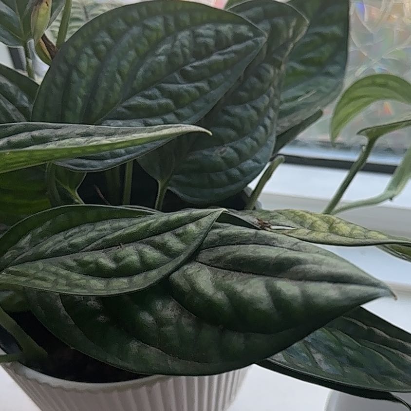 Photo of the plant species Monstera Green Galaxy (sp Peru) by @RealCosmo64 named Pax on Greg, the plant care app
