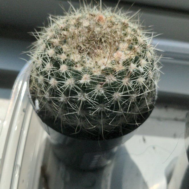 Photo of the plant species Notocactus by @YesTigeraloe29 named Wheatley on Greg, the plant care app