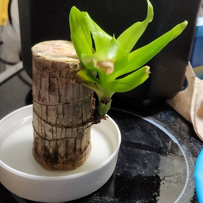 Photo of the plant species Wood Plant by @RousingBluehaze named Kesha on Greg, the plant care app
