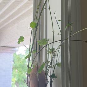 Photo of the plant species Wild Sweet Potato by @LadyEspicia75 named Beckham on Greg, the plant care app