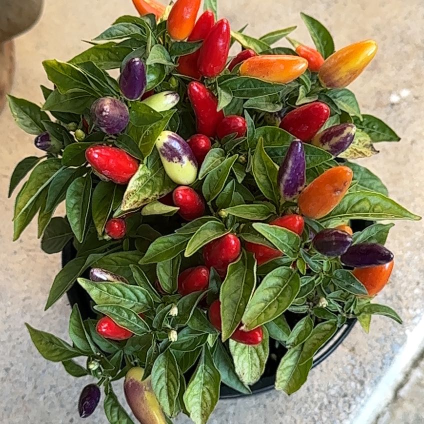 Photo of the plant species Capsicum 'Acapulco Multicolor' by @VastElkclover19 named Chili on Greg, the plant care app
