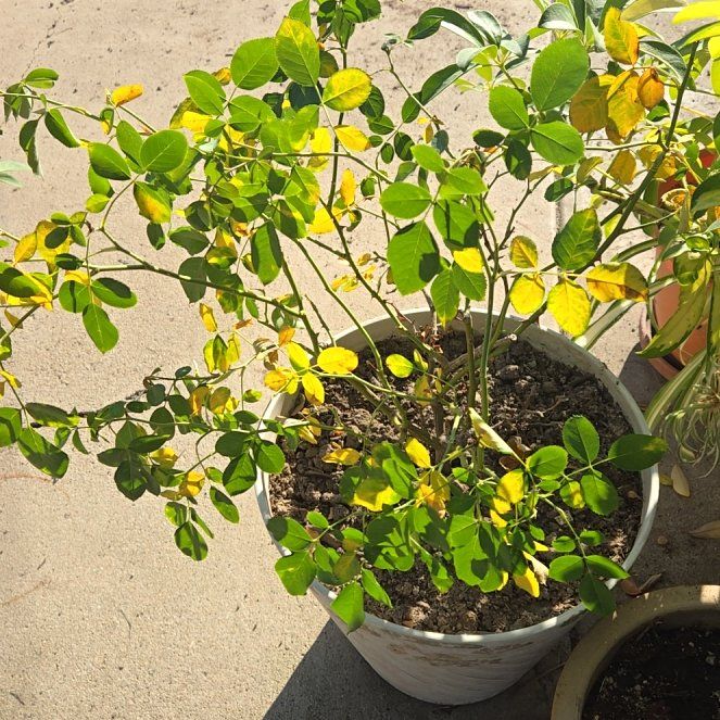 Photo of the plant species Betty Boop Rose by @SizzlingMahoe31 named Denali on Greg, the plant care app