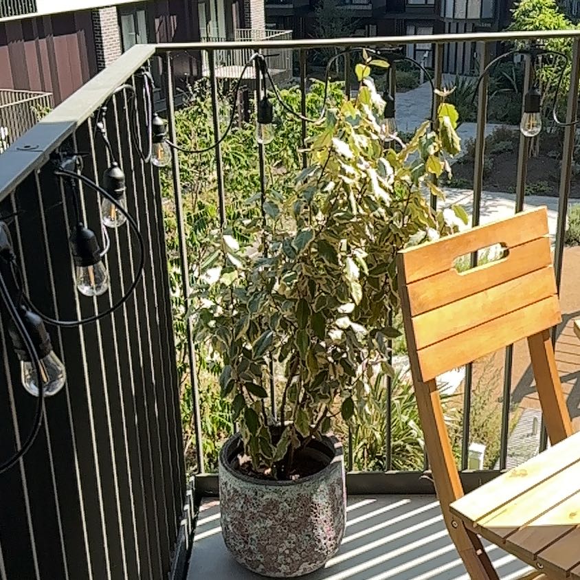 Photo of the plant species Elaeagnus 'Viveleg' by @FetchingLime named Hamilton on Greg, the plant care app