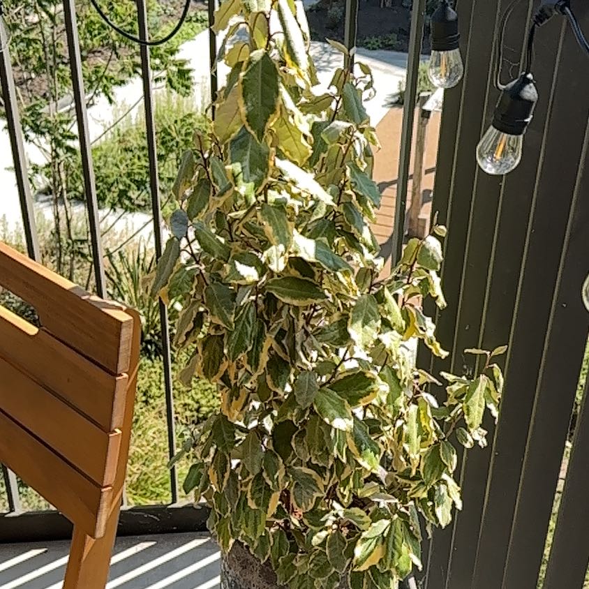 Photo of the plant species Elaeagnus 'Viveleg' by @FetchingLime named Beckham on Greg, the plant care app