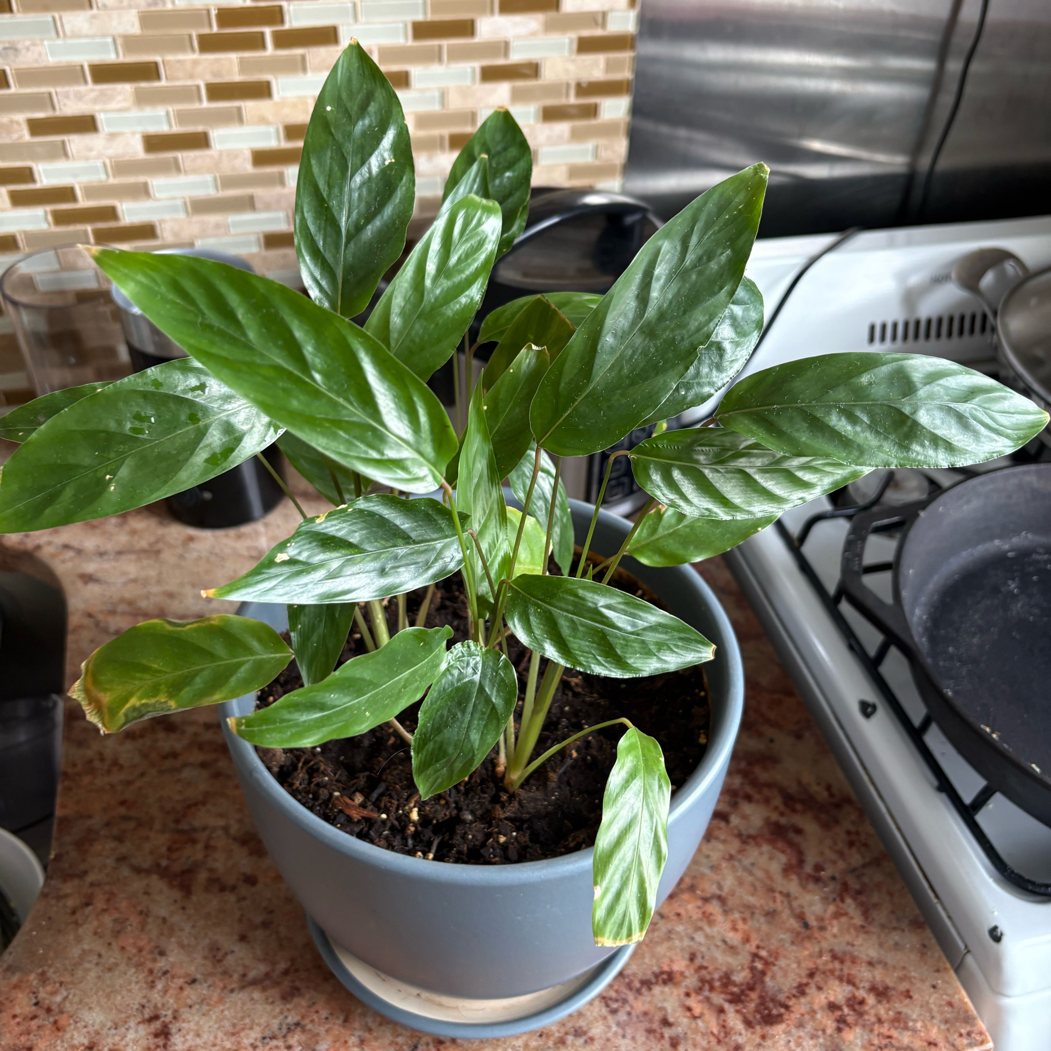 Photo of the plant species Prayer Plant by @TopChia74 named Eva on Greg, the plant care app