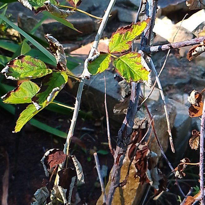 Photo of the plant species Black Raspberry by @GuruOakmoss40 named Pax on Greg, the plant care app