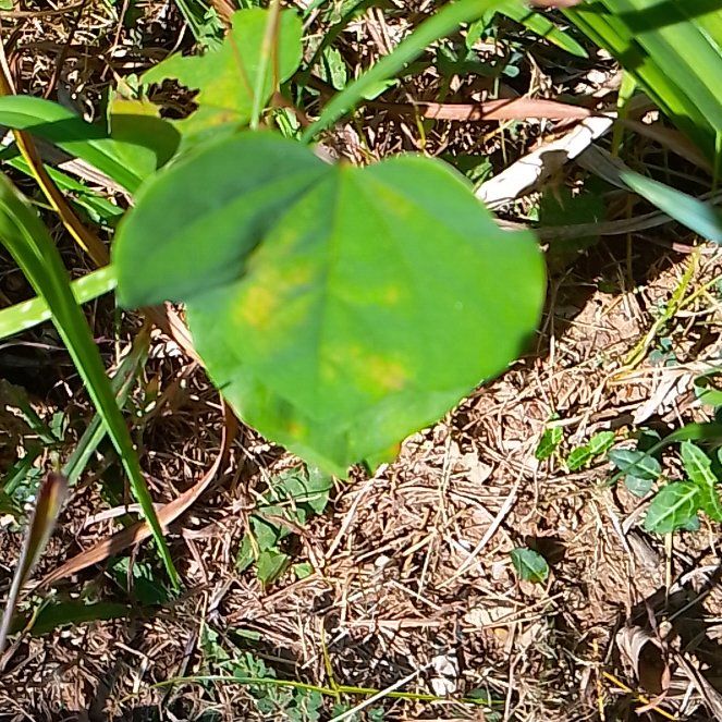 Photo of the plant species Yellow Passionflower by @GuruOakmoss40 named Marley on Greg, the plant care app