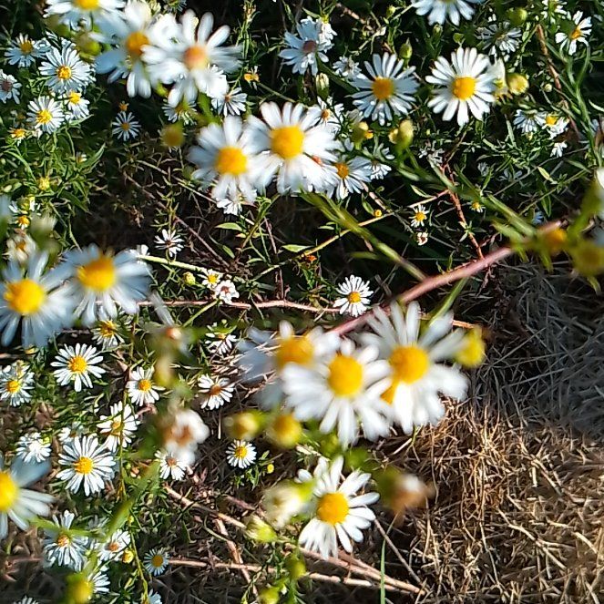 Photo of the plant species Heath Aster by @GuruOakmoss40 named Orwell on Greg, the plant care app