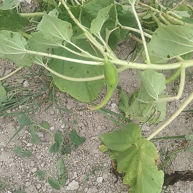 Photo of the plant species Doubleclaw by @GoodyCentaury49 named Foxxy on Greg, the plant care app