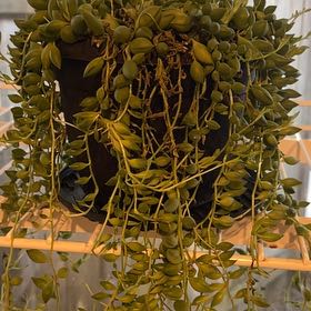 Sproutacus