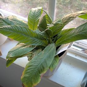 Photo of the plant species Ring Of Fire by @DiverseLlavea98 named fancy nancy on Greg, the plant care app