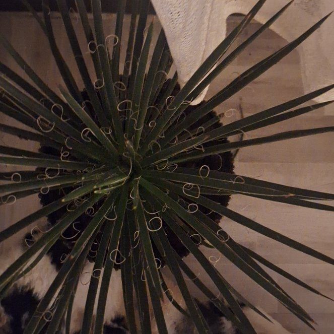 Photo of the plant species Agave Geminiflora by @ExoticIvygourd named Keanu leaves on Greg, the plant care app