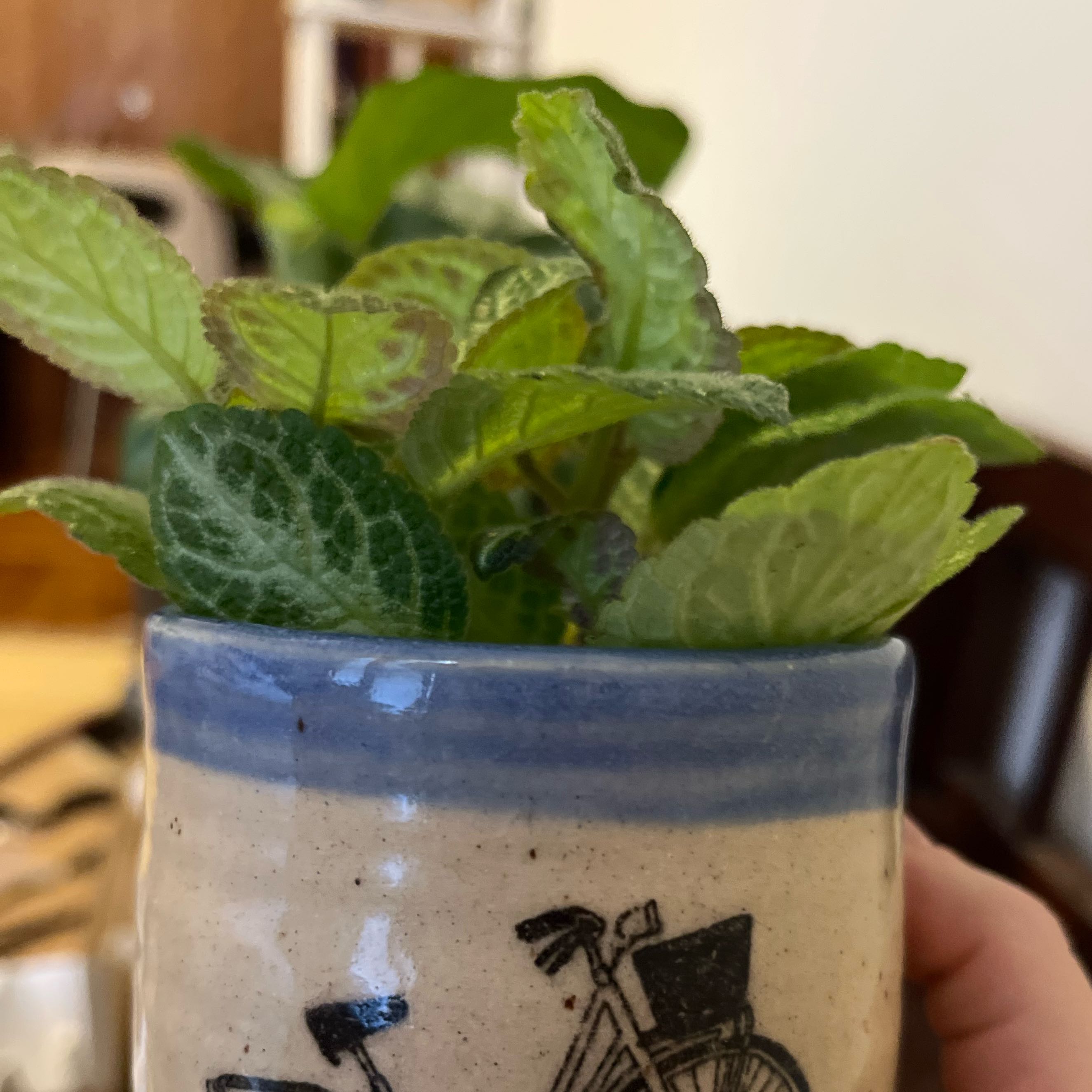 Photo of the plant species Silver Skies Episcia by @MeekSkyplant32 named Supernova on Greg, the plant care app