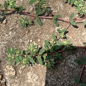 Photo of the plant species Milk Purslane by @PoignantWeed named Sonora on Greg, the plant care app