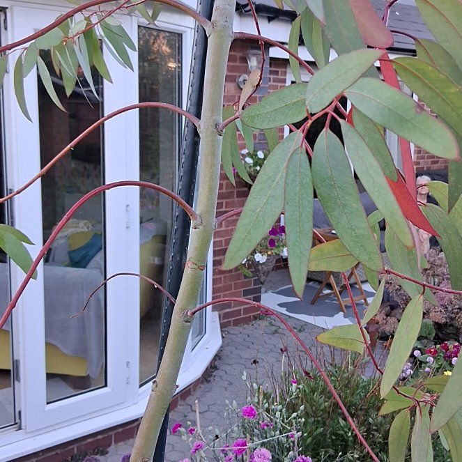 Photo of the plant species Murray Red Gum by @SocialDeathcap named Aria on Greg, the plant care app