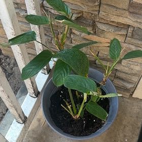 Photo of the plant species Araruta by @6955plantmom named Aaron on Greg, the plant care app