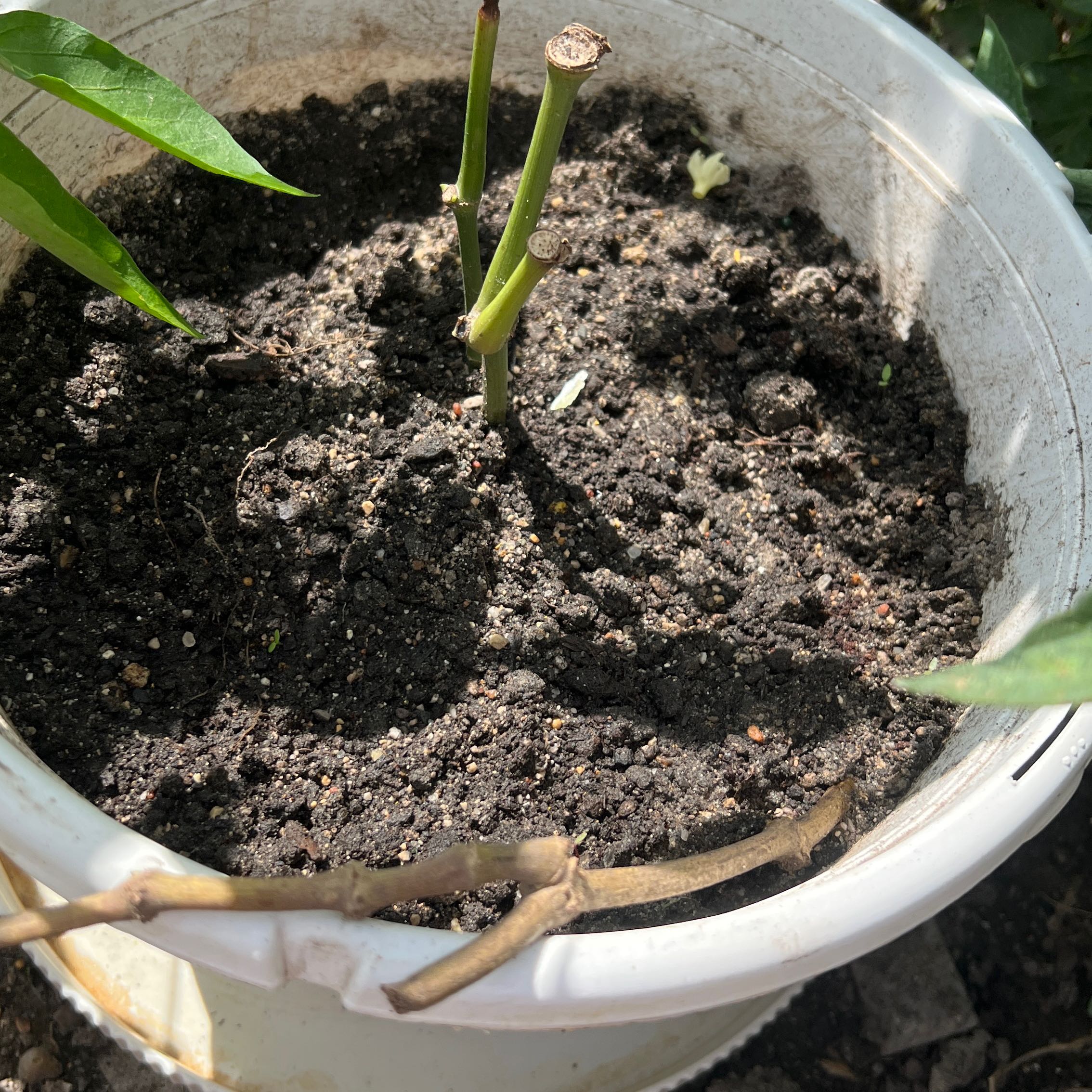 Photo of the plant species Betel by @CuteLychee70 named Betel on Greg, the plant care app