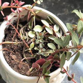 Photo of the plant species Peperomia rubella by @CoolBacopa9 named Sherlock on Greg, the plant care app