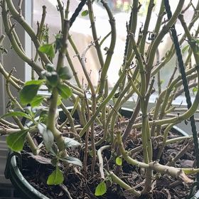 Photo of the plant species Flying Goldfish Plant by @CoolBacopa9 named Coco on Greg, the plant care app