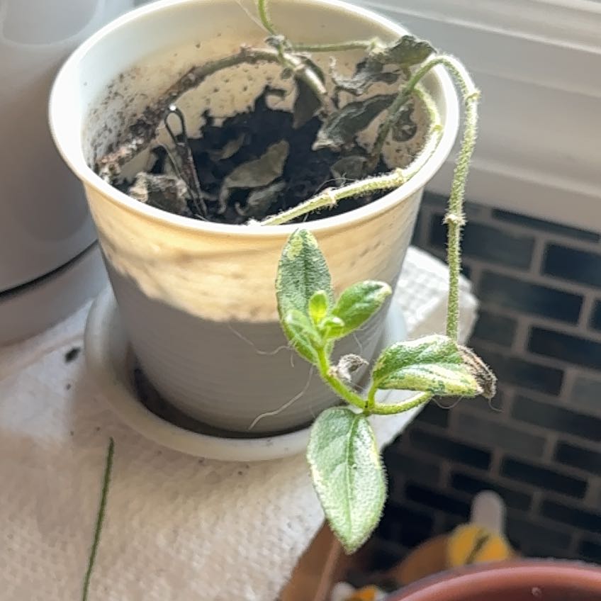 Photo of the plant species Flying Goldfish Plant by @CoolBacopa9 named Gregarious on Greg, the plant care app