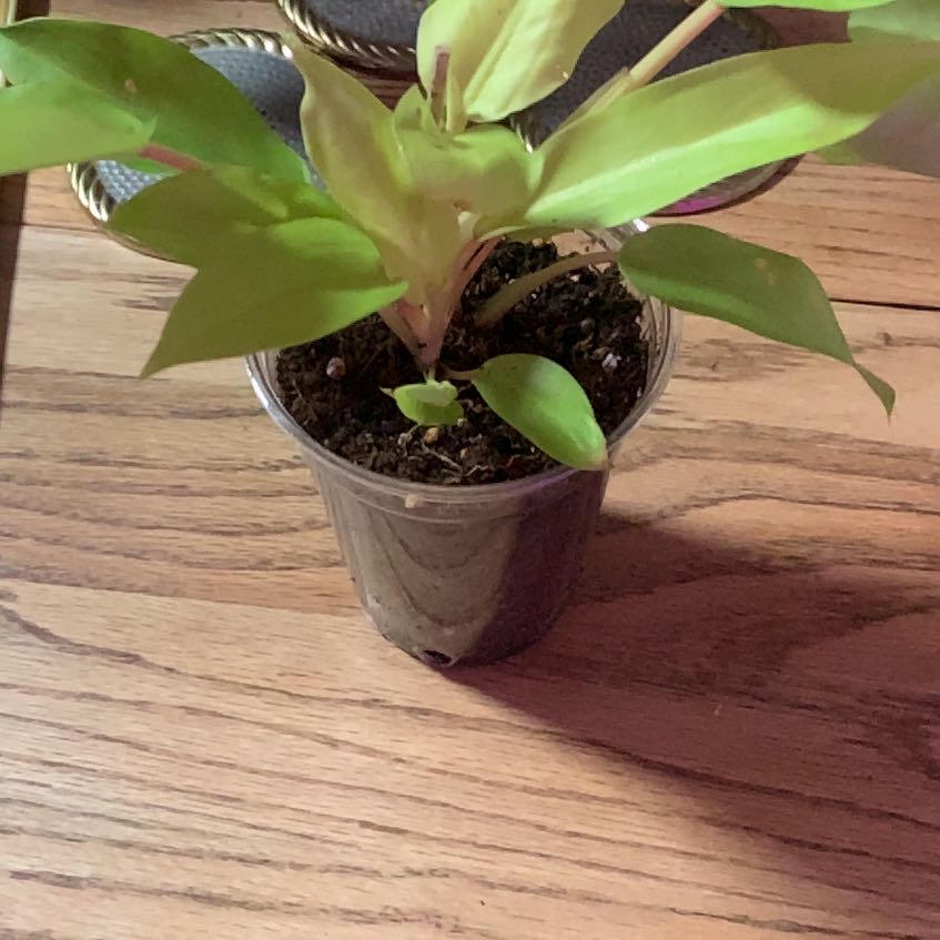 Photo of the plant species Golden Philodendron by @ProSeagrape28 named Marley on Greg, the plant care app