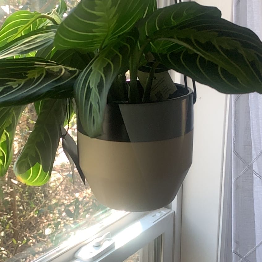 Photo of the plant species Calathea 'Cora' by @ProSeagrape28 named Dolores on Greg, the plant care app