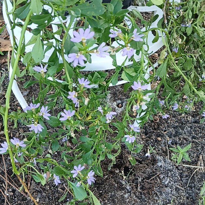Photo of the plant species Scaevola Aemula by @GladTreeivy21 named Lebron on Greg, the plant care app