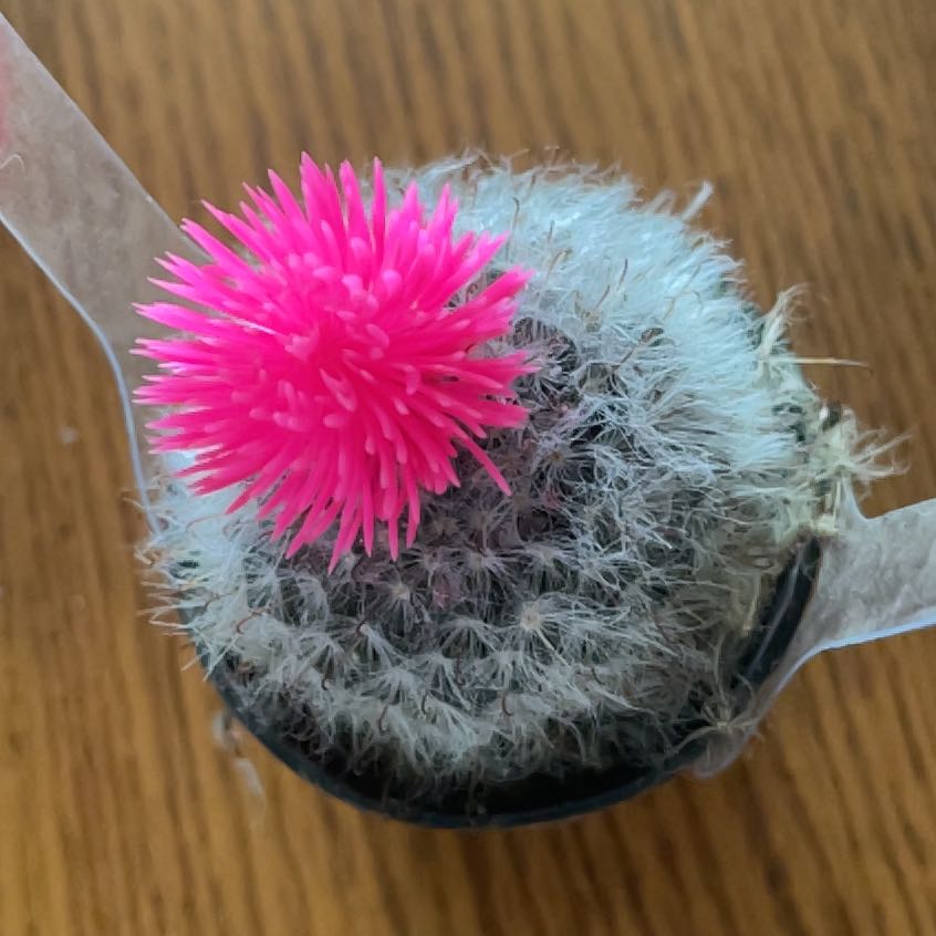 Photo of the plant species Button Cactus by @WordsmithOmnom named Darwin on Greg, the plant care app