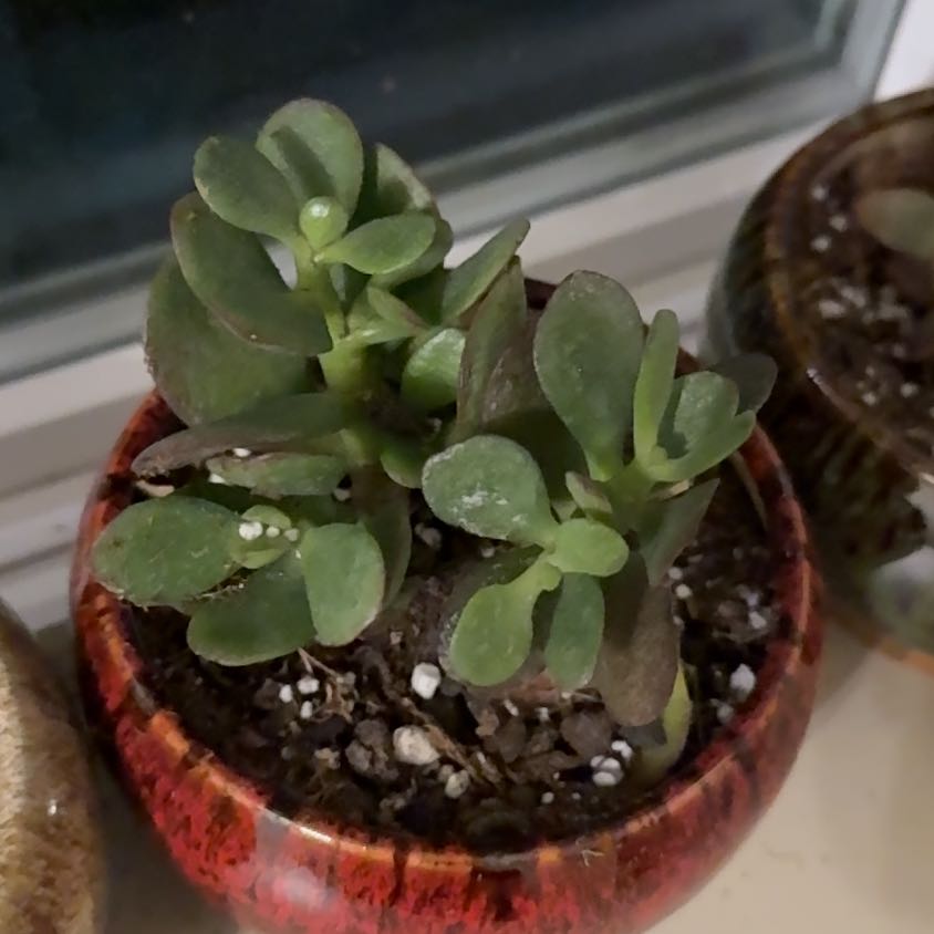 Photo of the plant species Jade Plant by @SalutePapaya67 named Cleopatra on Greg, the plant care app