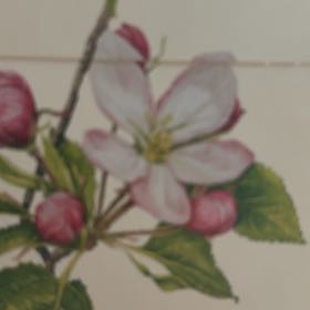 Photo of the plant species Crab Apple by @AgileJicaro44 named Ronaldo on Greg, the plant care app