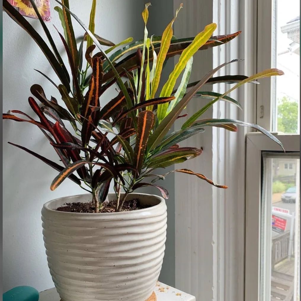 Photo of the plant species Codiaeum by @RichWinika94 named McKinley on Greg, the plant care app