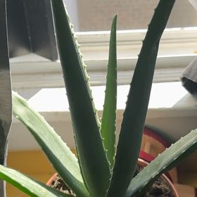Photo of the plant species Aloe Barbadensis by @HipAtom92 named Ronaldo on Greg, the plant care app