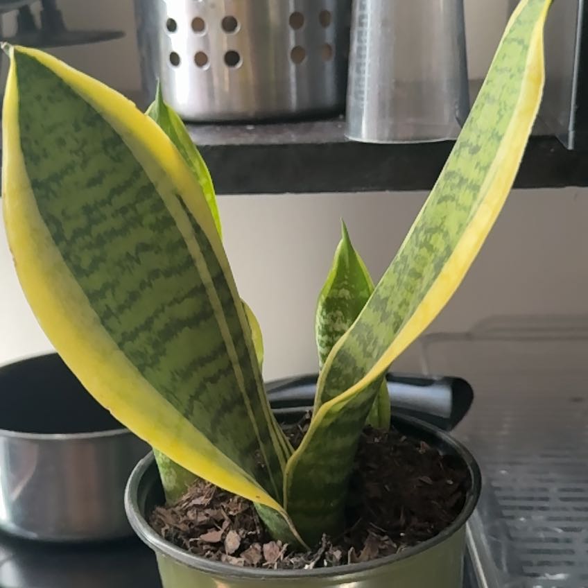 Photo of the plant species Futura Superba Snake Plant by @HipAtom92 named Prince on Greg, the plant care app