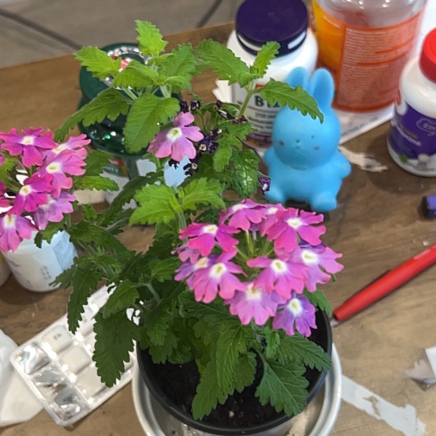 Photo of the plant species Slender Vervain by @RegalSedum61 named Sigmund on Greg, the plant care app