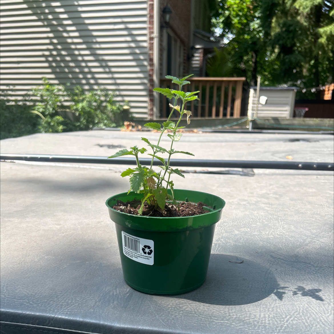 Photo of the plant species Slender Vervain by @RegalSedum61 named Sigmund on Greg, the plant care app