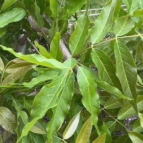 Photo of the plant species Chinese Wisteria by @DearStaraloe46 named Sonora on Greg, the plant care app