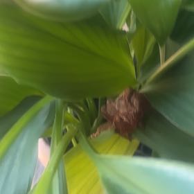 Photo of the plant species Flowering Ginger by @SwiftRuby95 named Sproutacus on Greg, the plant care app