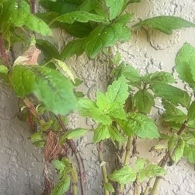 Photo of the plant species Largefruit Amaranth by @SwiftRuby95 named Nemo on Greg, the plant care app