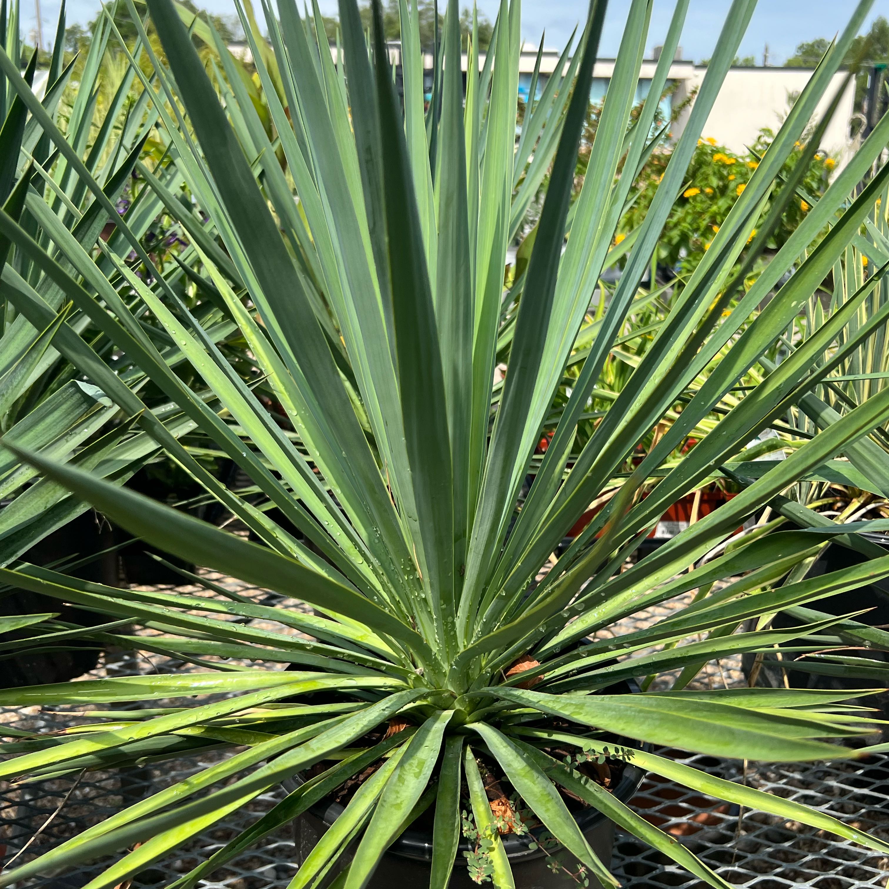 Photo of the plant species Blue Sentry Yucca by @FairWavycap40 named Yucca on Greg, the plant care app