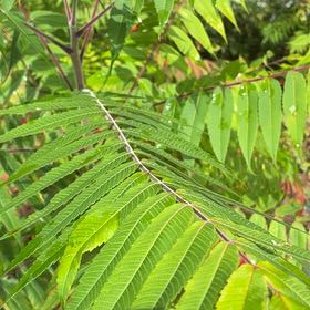 Photo of the plant species Staghorn Sumac by @LushSquash69 named Nemo on Greg, the plant care app