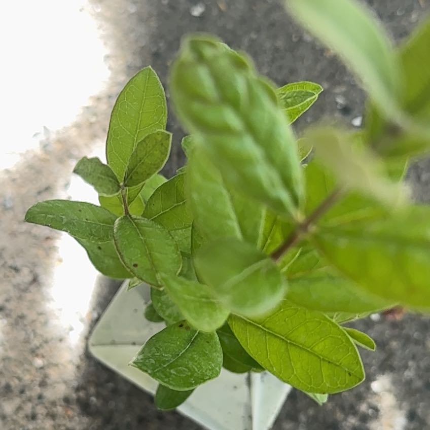 Photo of the plant species Pineapple Guava 'Apollo' by @SnazzyCapeivy31 named Orlando Bloom on Greg, the plant care app