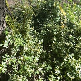 Photo of the plant species Eureka Lemon by @SnazzyCapeivy31 named Planty on Greg, the plant care app