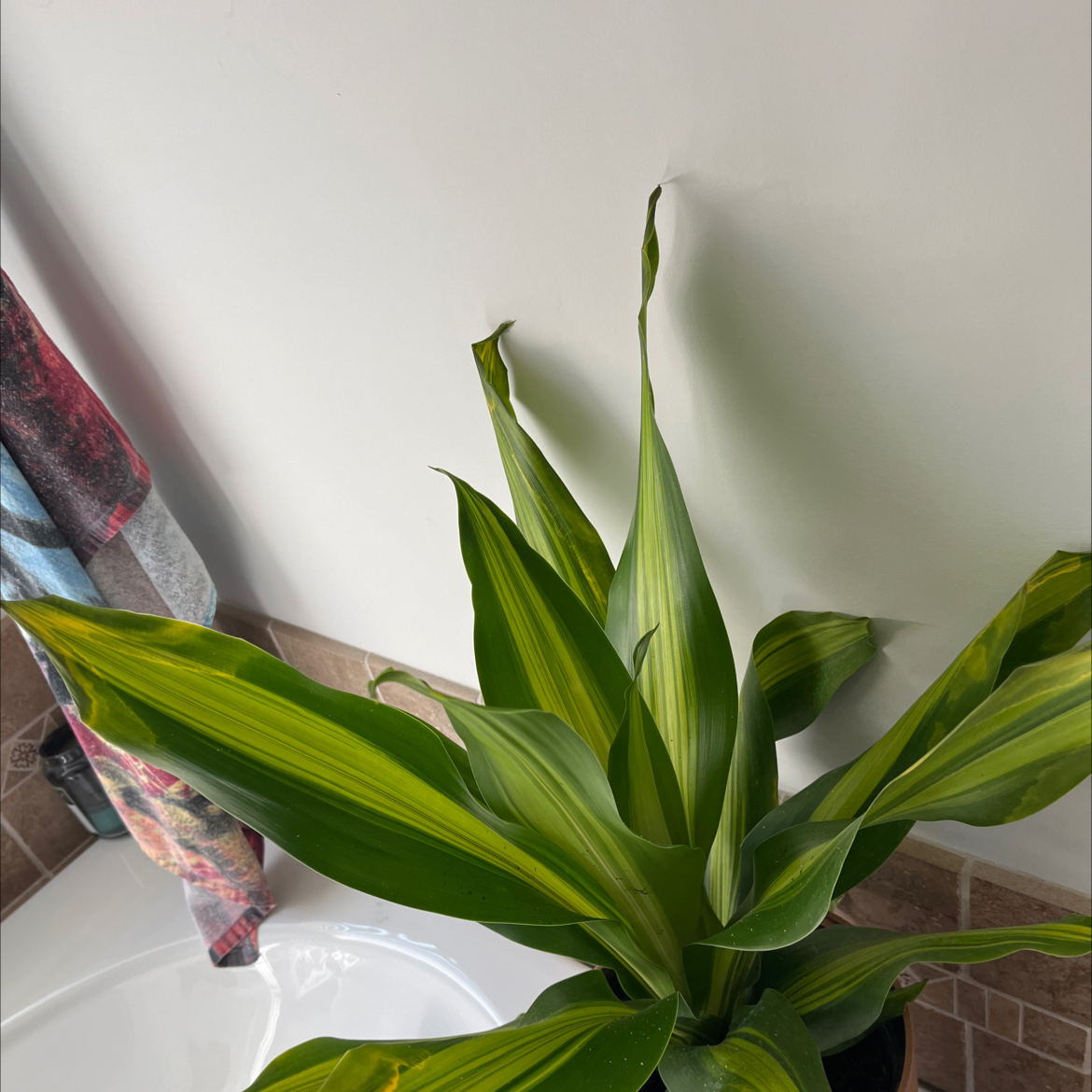 Photo of the plant species Dracerna Golden heart by @DearFuscia57 named Harmony on Greg, the plant care app