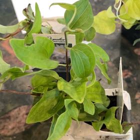 Photo of the plant species Clematis 'Duchess of Edinburgh' by @HeroineBabytoes named Tupot amaroot on Greg, the plant care app