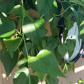 Photo of the plant species False Grape by @KeyPigfern18 named Drake on Greg, the plant care app